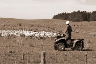 quad and sheep for young farmer tab